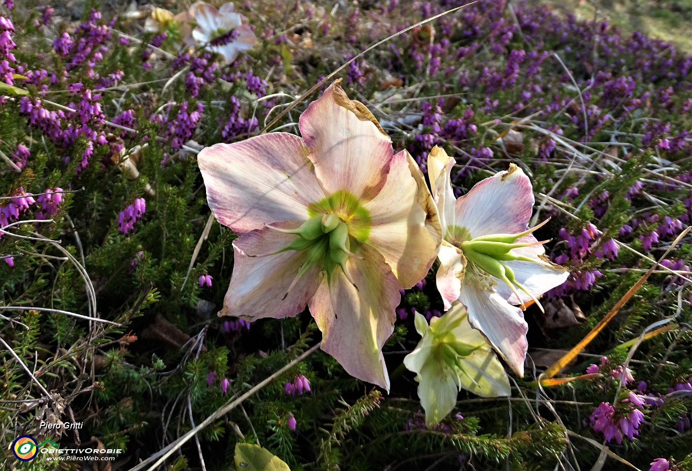 48 Salendo per la cima dello Zucco distese di Erica carnea cosparsa di ellebori (helleborus niger).JPG